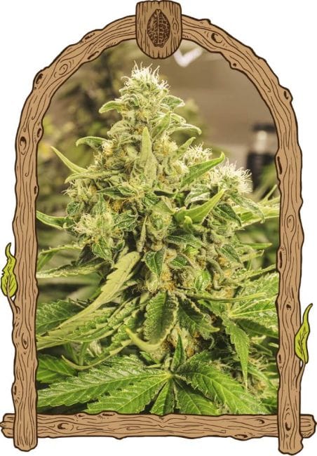 Exotic Pure CBG Feminised Seeds-EXO-PURE-CBG-FEM