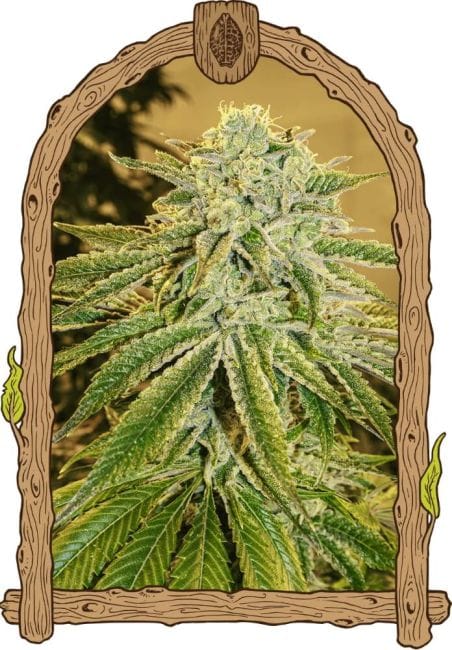 White Banana Auto Feminised Seeds-EXO-WBAN-AUTO-FEM