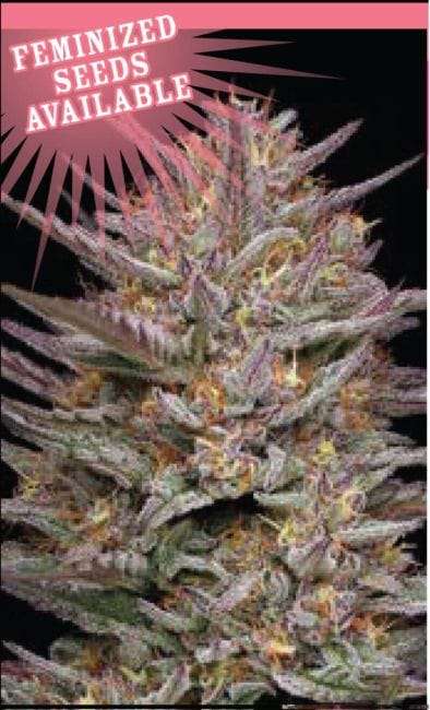 Raspberry Parfait Feminized Seeds-HUMB-RP-F