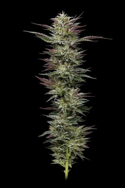 Nutter Budder Feminizada Sementes-HUMB-NB-F