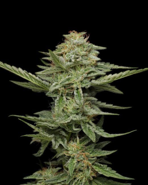 Pistachio Feminized Seeds-HUMB-PI-F