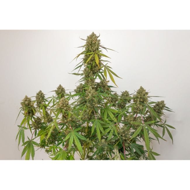Elephant Auto Feminised Seeds-SSSC-EL-AUTO-FEM