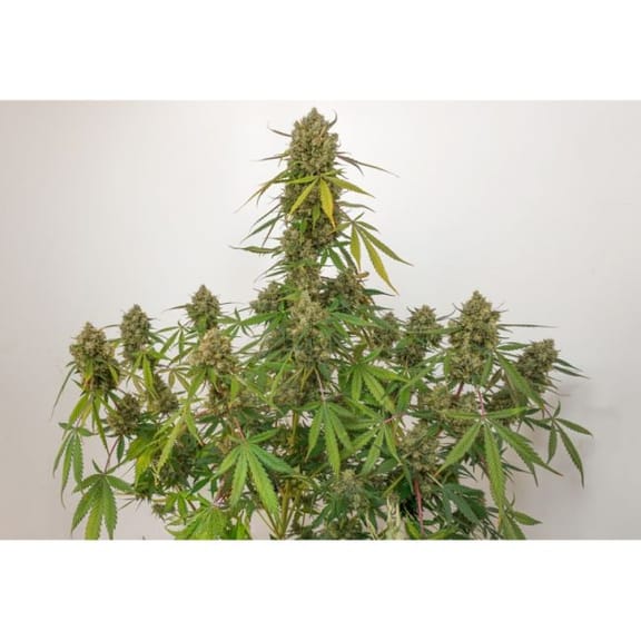 Elephant Auto Feminised Seeds-SSSC-EL-AUTO-FEM