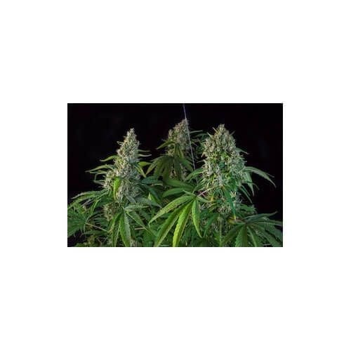 Karel's Herer Haze Feminised Seeds-SSSC-KHH-FEM