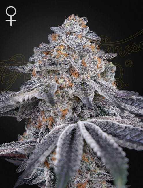 Velvet Moon Feminised Seeds-GHVM