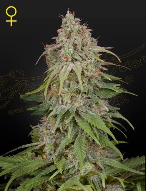 GH Amnesia Feminised Seeds-GHAMN