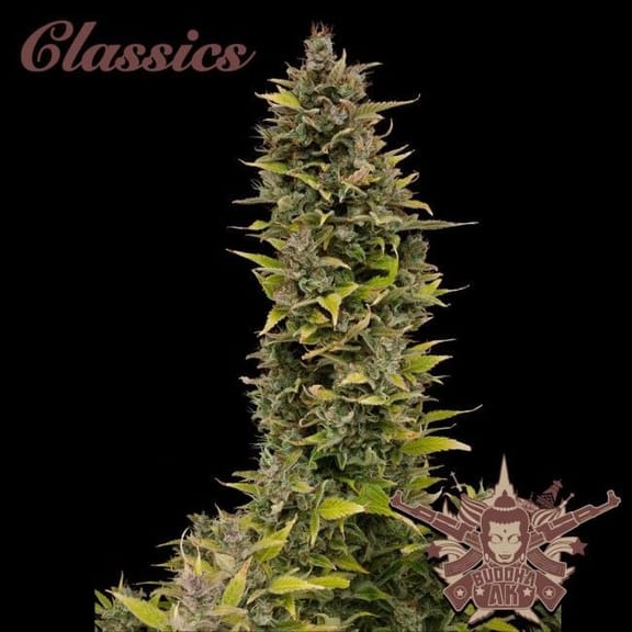 Buddha Classics AK Feminised Seeds-BS-BSBAKF