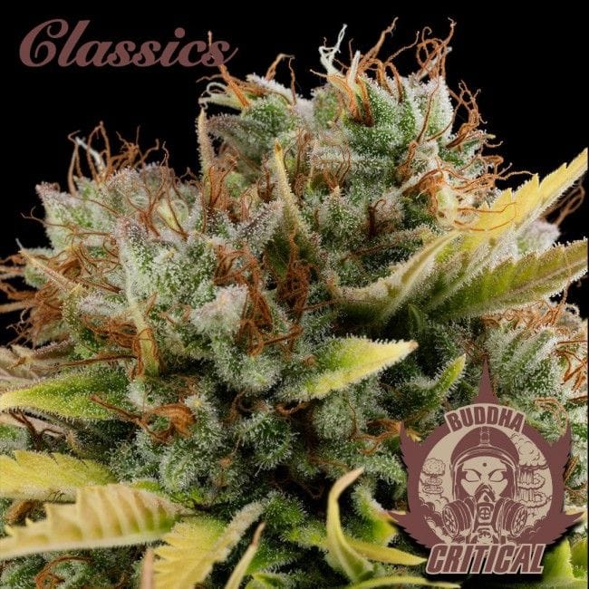 Buddha Classics Critical Feminised Seeds-BS-BSBCF