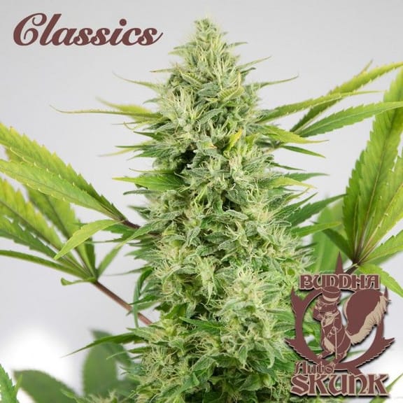 Buddha Classics Skunk Auto Feminised Seeds-BS-BSBASKF