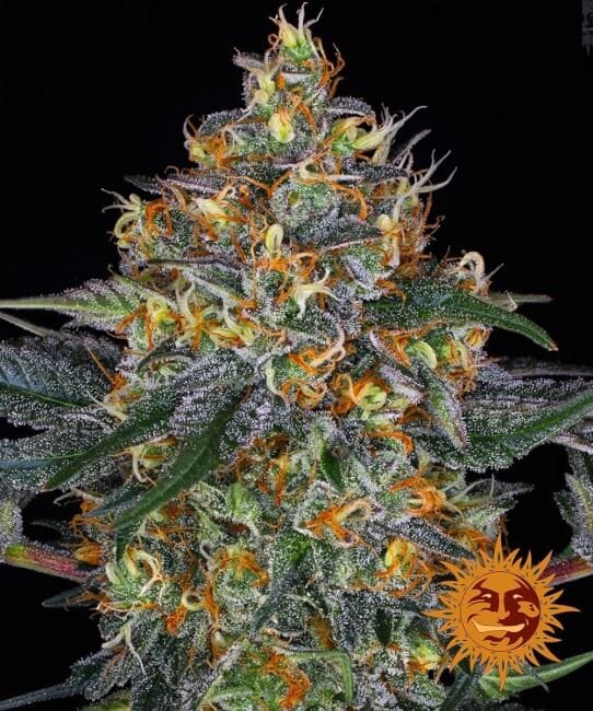 Moby Dick Auto Feminised Seeds-BFS-MOBD-AUTO-FEM