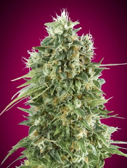 Bubble Gum CBD Feminised Seeds-00S-BGUM-CBD-FEM