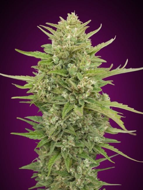 Super Skunk Auto Feminised Seeds-00S-SSK-AUTO-FEM