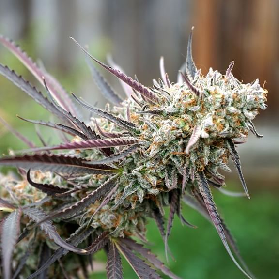 Ice Cream Cake Fast Feminised Seeds-HDS-ICRC-FAST-FEM