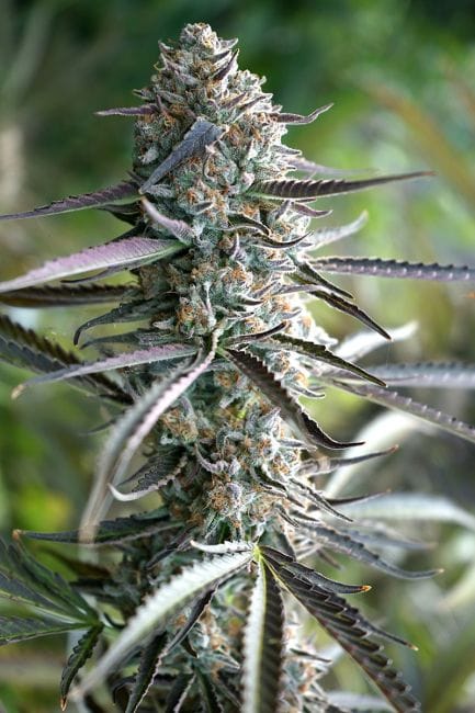 Pineapple Chem Auto Feminised Seeds-HDS-PINCH-AUTO-FEM
