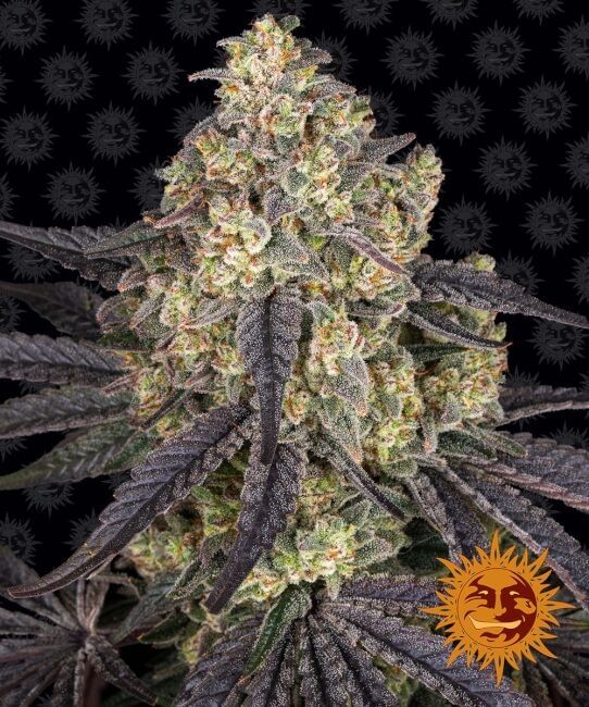 Kush Mintz Feminised Seeds-BFS-KM-FEM