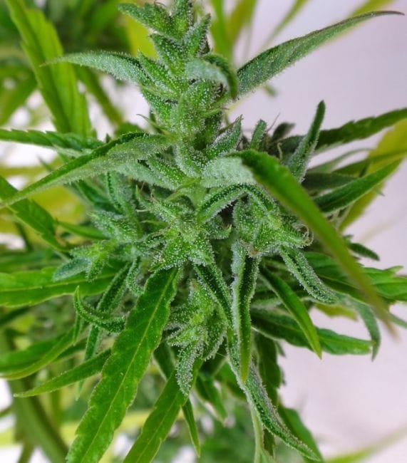 Thai Regular Seeds-ACETHAIREGU