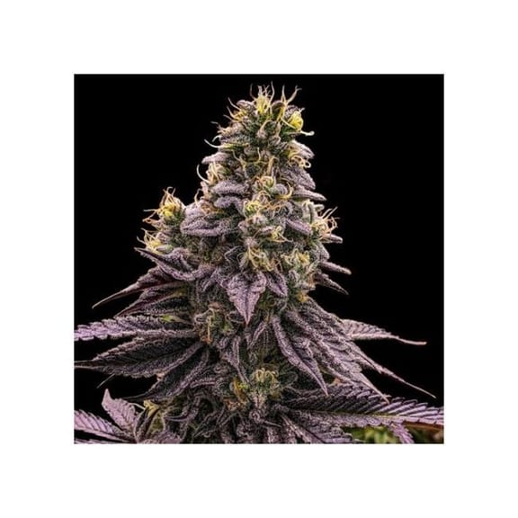 Zombie Bride Feminized Seeds-RIPP-ZB-FEM