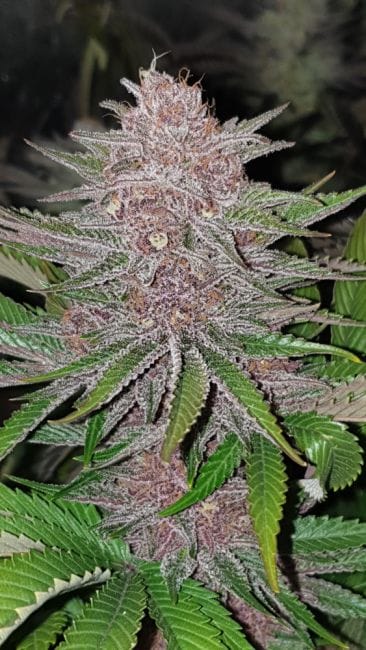Forbidden Widow Feminised Seeds-RSNFBW-FEM