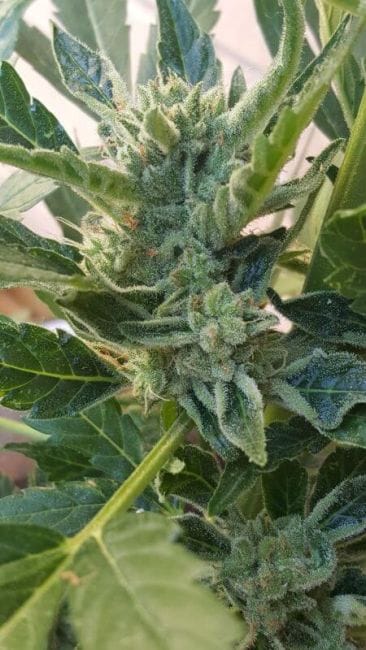 Banana Zkittlez Auto Feminised Seeds-PHIL-BANZKIT-AUTO-FEM