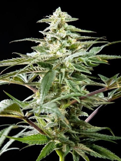 Rich Candy CBD Feminised Seeds-PHIL-RICHCANDY-CBD-FEM
