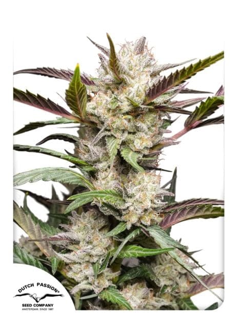 Mimosa Punch Auto Feminised Seeds-dutch-passion-mimosa-punch-auto