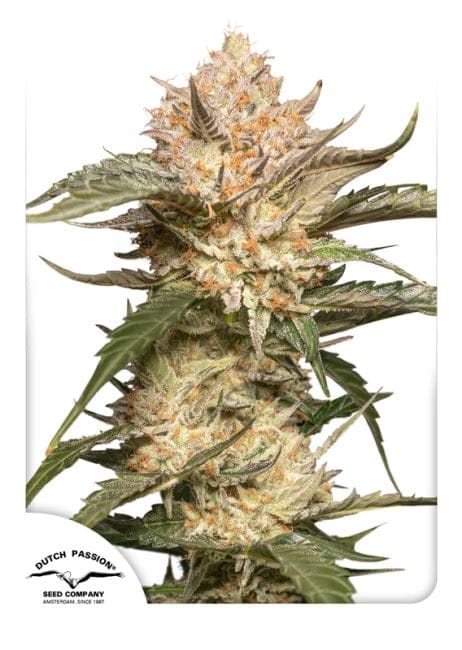Trichome & Cream Auto Féminisée Graines-dutch-passion-trichome-and-cream-auto
