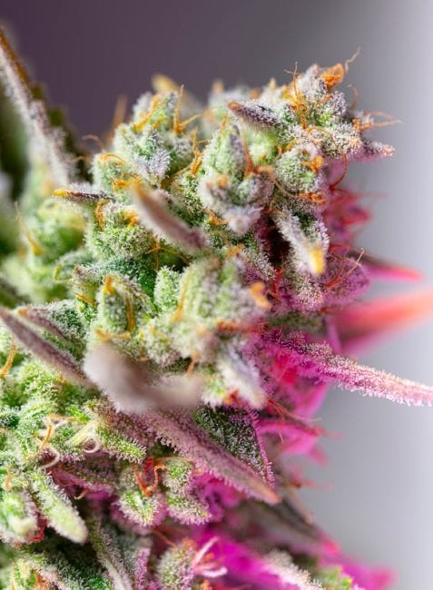 Sweet Mimosa XL Auto Feminised Seeds-SS-SMIMXL-AUTO-FEM