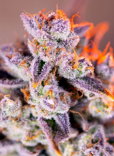 Tropicanna Poison XL Auto Feminised Seeds-SS-TRPXL-AUTO-FEM