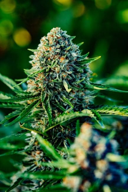 Gummibears Auto Feminised Seeds-ATL-GB-AUTO-FEM