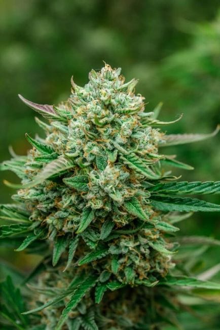Froot by the Foot Auto Feminised Seeds-ATL-FBTF-AUTO-FEM