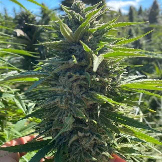 Fatso Auto Feminised Seeds-ATL-FATSO-AUTO-FEM