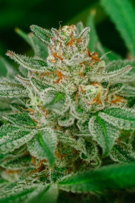 Banana Breath Feminised Seeds-ATL-BANBR-FEM