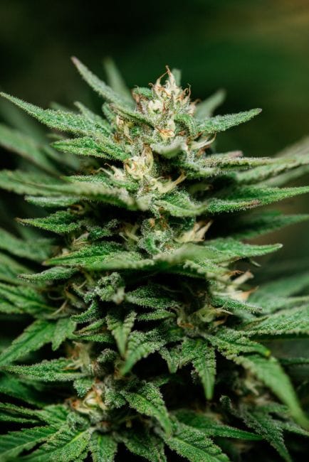 Banana Kush Feminised Seeds-ATL-BANK-FEM