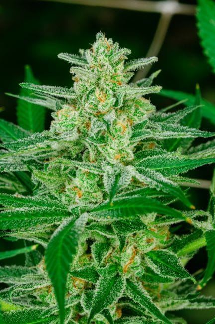 Blue Dream Feminised Seeds-ATL-BLDR-FEM