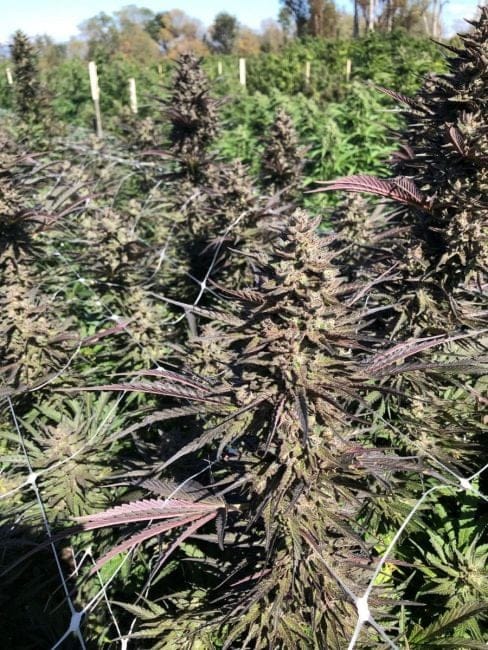 Mendo Candy Fast Feminised Seeds-ATL-MCANDY-FAST-FEM