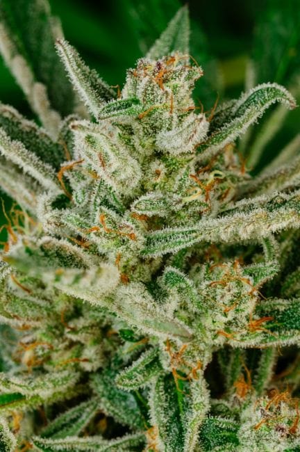Sour Glue Fast Feminised Seeds-ATL-SOGL-FAST-FEM