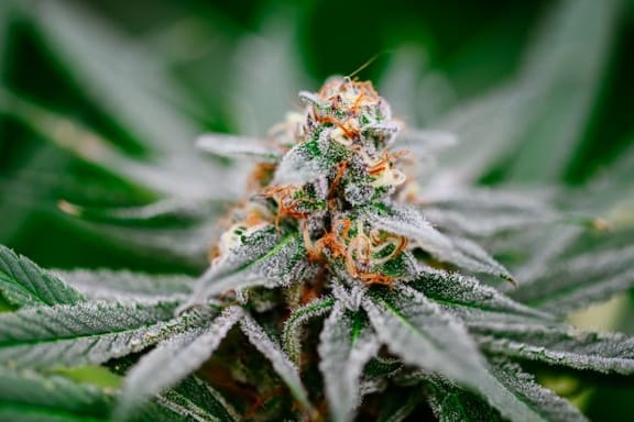 BK OG Fast Feminised Seeds-ATL-BKOG-FAST-FEM