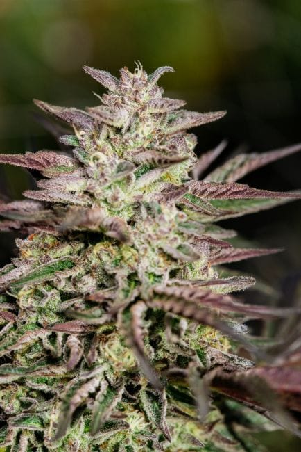 Ice Cream Cake Fast Feminised Seeds-ATL-ICC-FAST-FEM