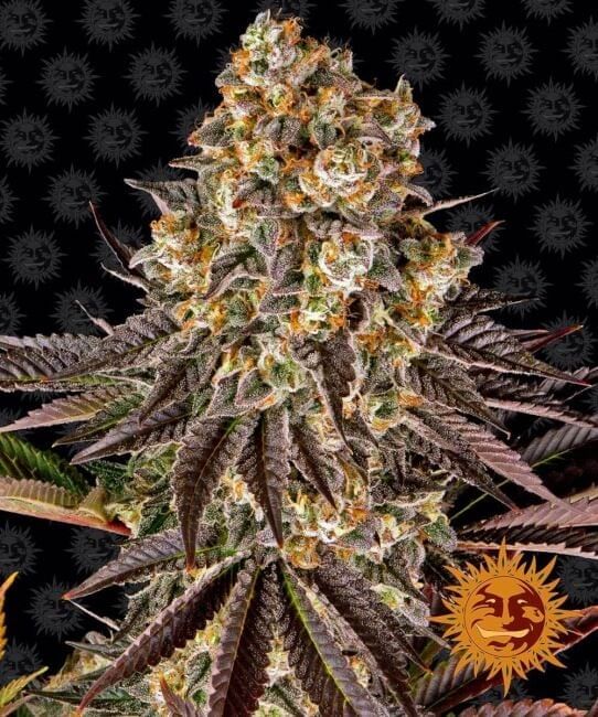 Gelato 45 Feminised Seeds-BFS-GEL45-FEM