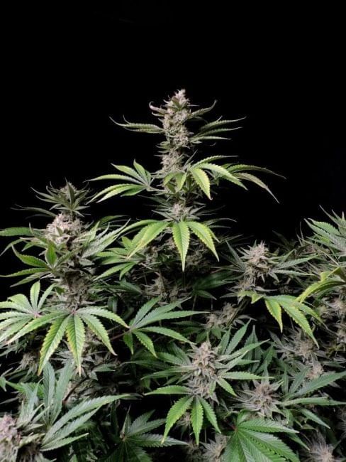Cherry Cola Auto Feminised Seeds-FB-CHCOLA-AUTO-FEM