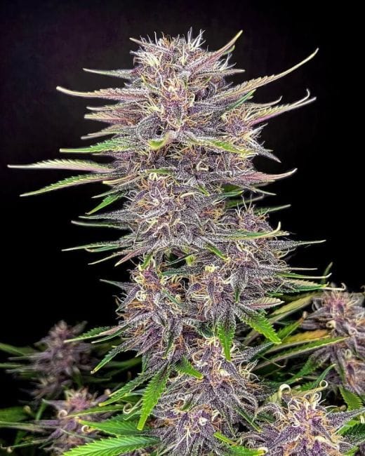 Banana Purple Punch Auto Feminised Seeds-FB-BANPP-AUTO-FEM