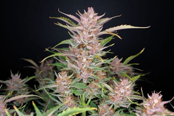 Gorilla Punch Auto Feminised Seeds-FB-GORPUN-AUTO-FEM