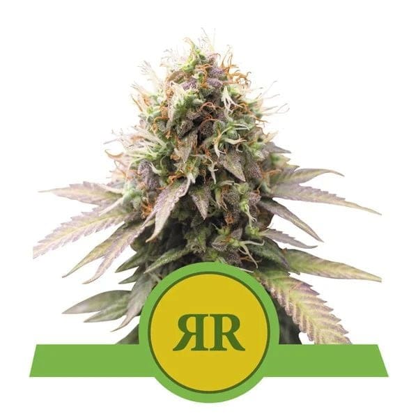 Royal Runtz Auto феминизирани семена-RQS-RRUNTZ-AUTO-FEM