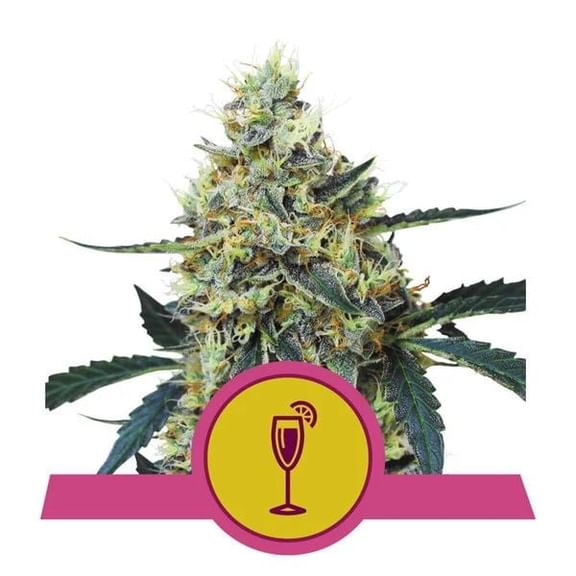 Mimosa Feminised Seeds-RQS-MIM-FEM