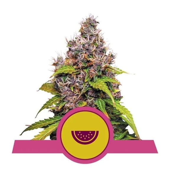 Watermelon Feminised Seeds-RQS-WMEL-FEM