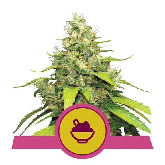 Blue Gelato Feminised Seeds-RQS-BLUGEL-FEM