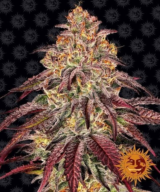 Mimosa x Orange Punch Auto Feminised Seeds | Buy from