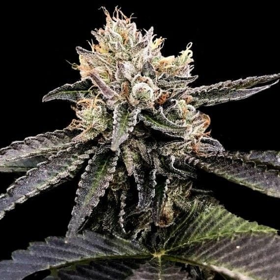 Cataract Cake Feminised Seeds-DNA-CATCAK-FEM