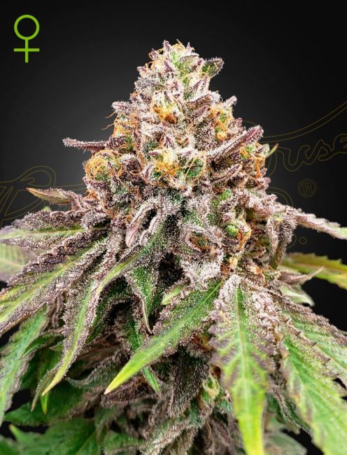 Blue Haze x Gelato 41 Auto Feminised Seeds-GH-BLHGEL41-AUTO-FEM