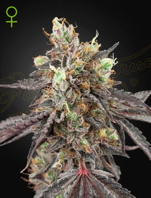 Gelato 41 x Gelato 41 Auto Feminised Seeds-GH-GEL41GEL41-AUTO-FEM